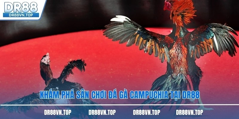 Khám phá sân chơi đá gà Campuchia tại DR88