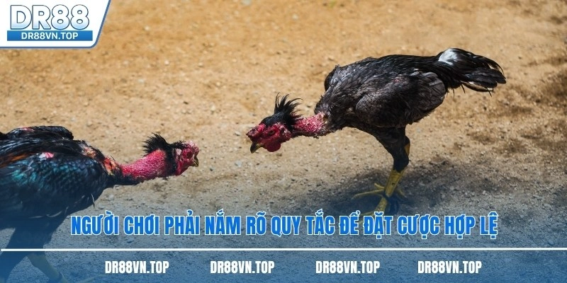 Người chơi phải nắm rõ quy tắc để đặt cược hợp lệ