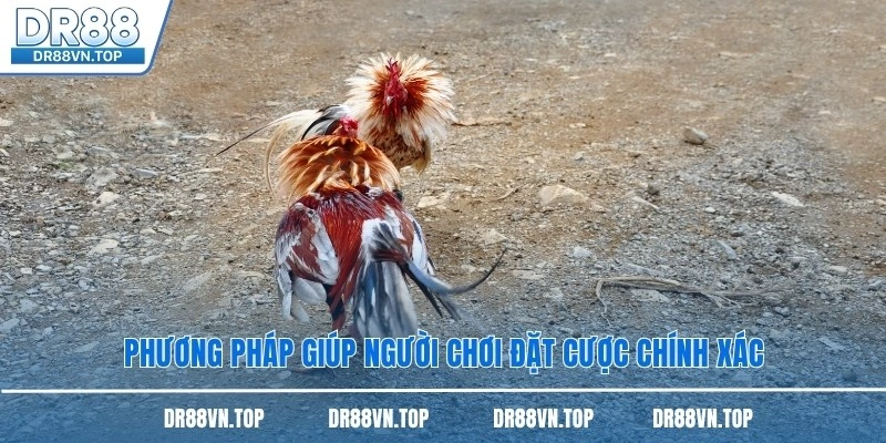 Phương pháp giúp người chơi đặt cược chính xác