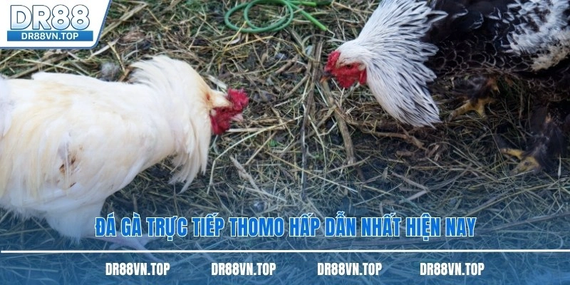 Đá gà trực tiếp thomo hấp dẫn nhất hiện nay