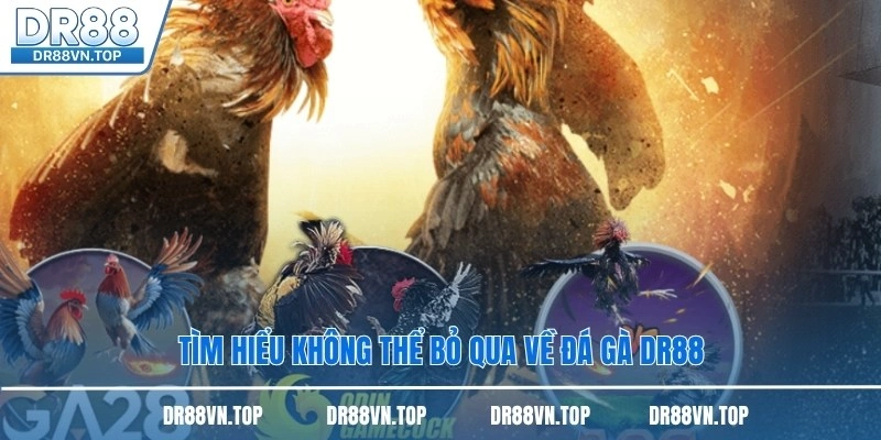Tìm hiểu không thể bỏ qua về đá gà DR88